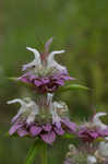 Lemon beebalm